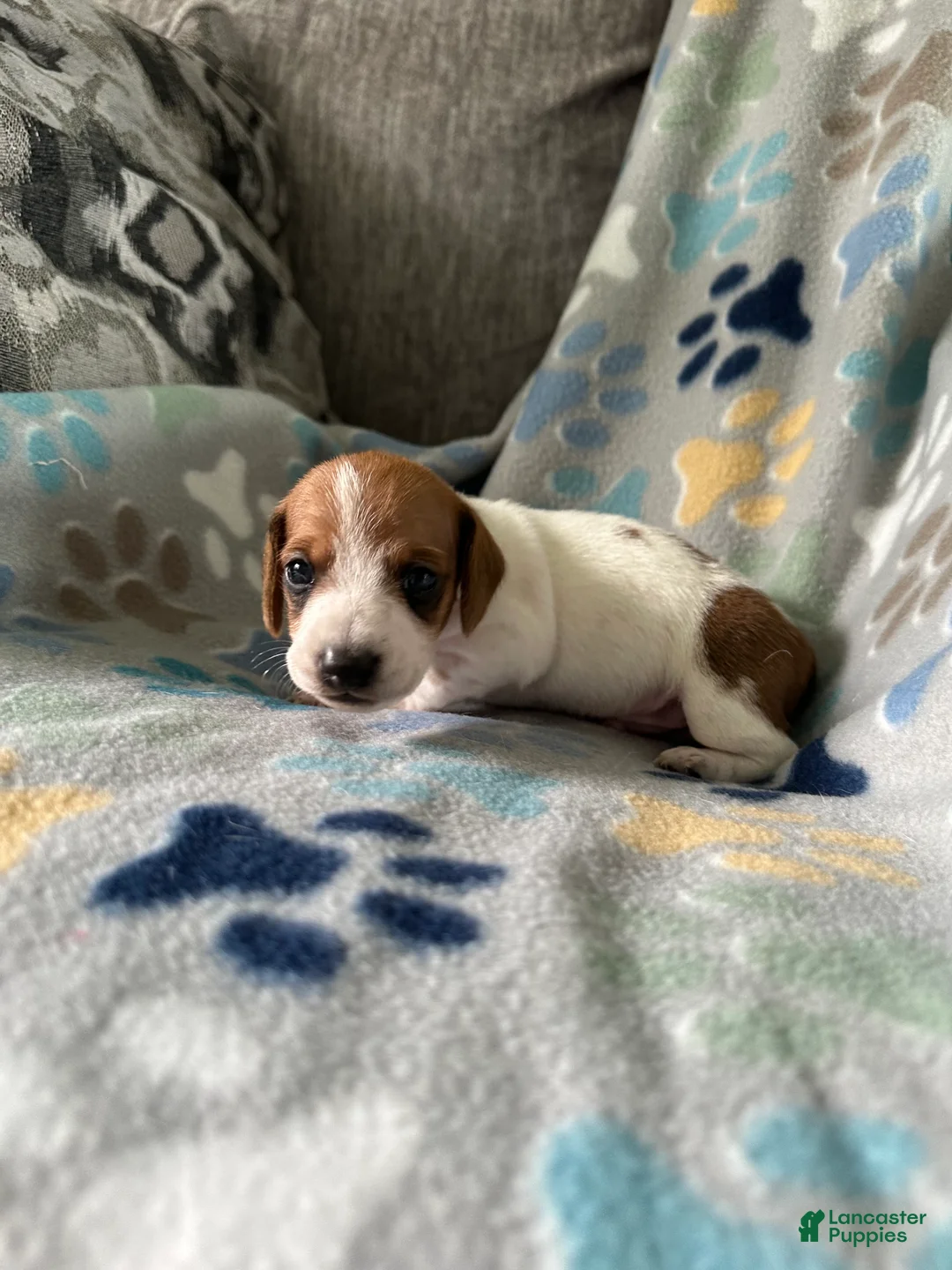 Miniature Dachshund dogs for sale: Coconut 🥥 - Ad 2