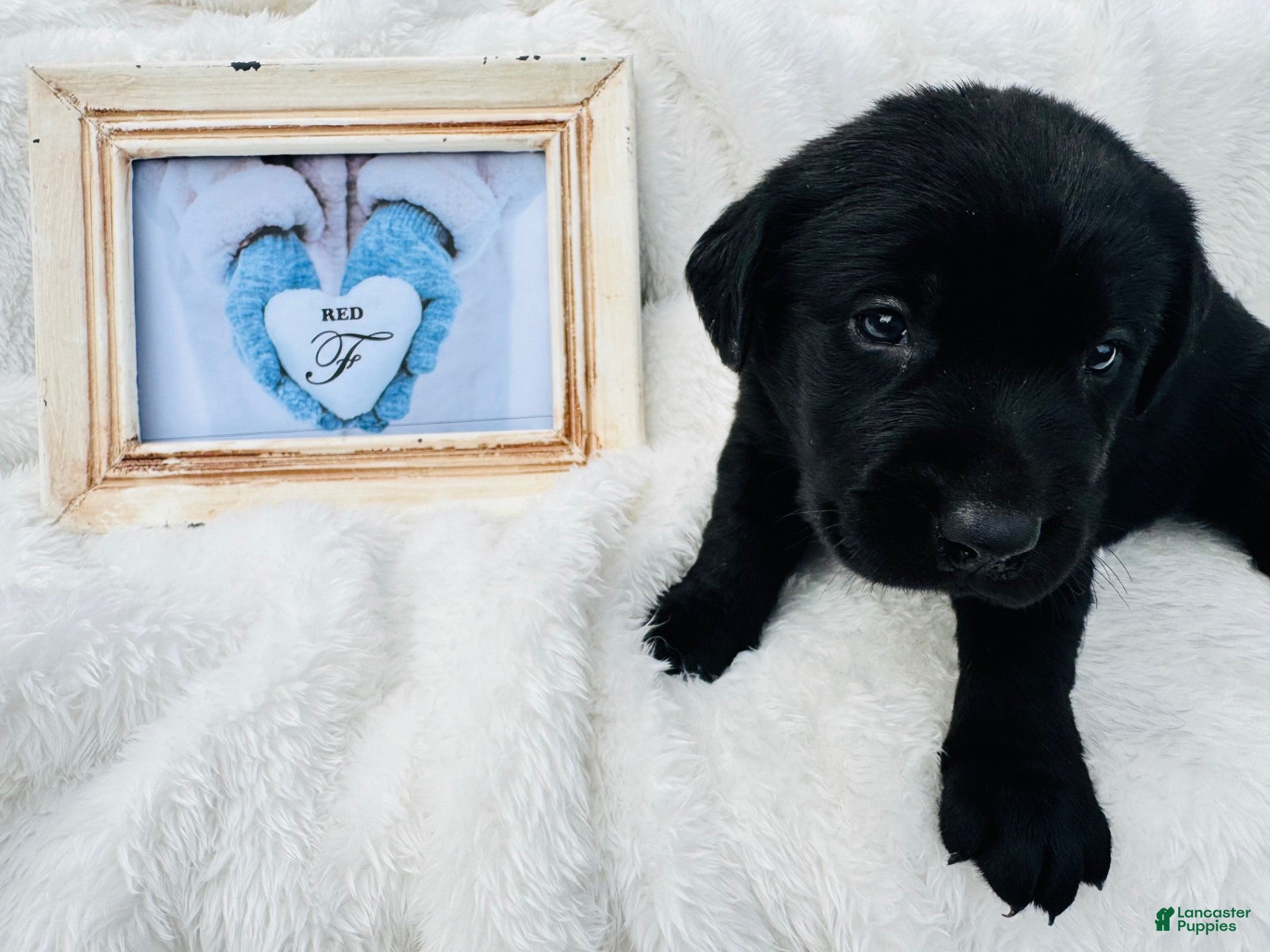 Labrador Retriever dogs Labrador Retriever Red Collar - Ad 5