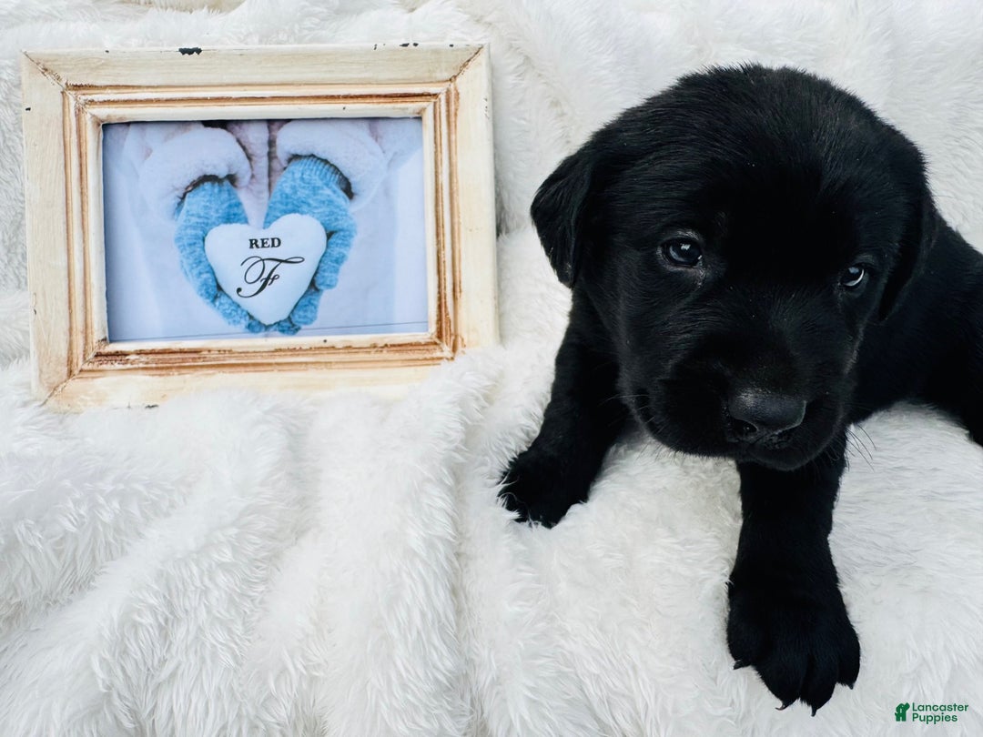 Labrador Retriever dogs for sale: Labrador Retriever Red Collar - Ad 1