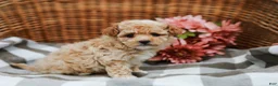 Maltipoo dogs for sale: Crystal - Ad 4