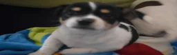 Chihuahua dogs for sale: Chihuahua 1 - Ad 4