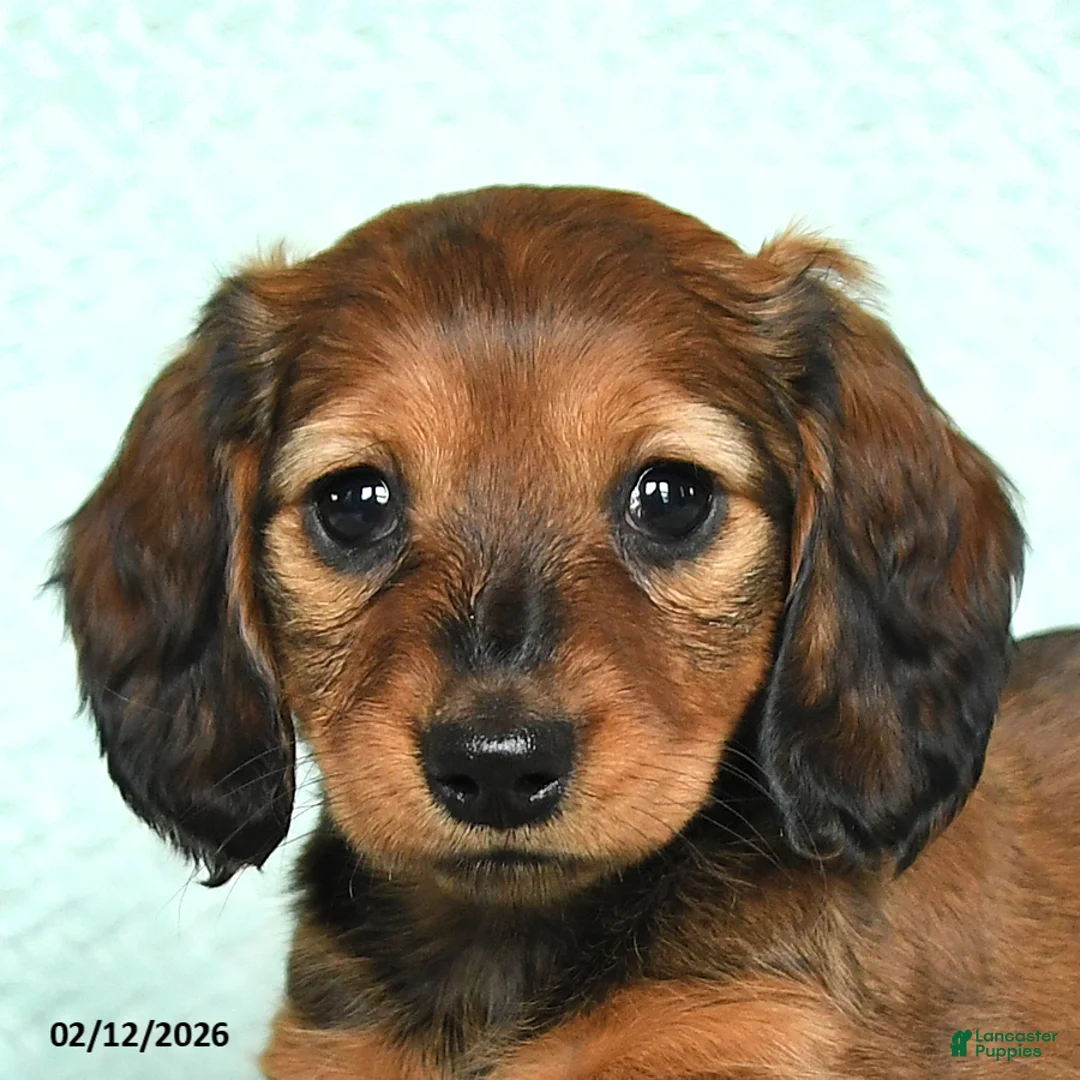 Miniature Dachshund dogs for sale: Dutches - Ad 3