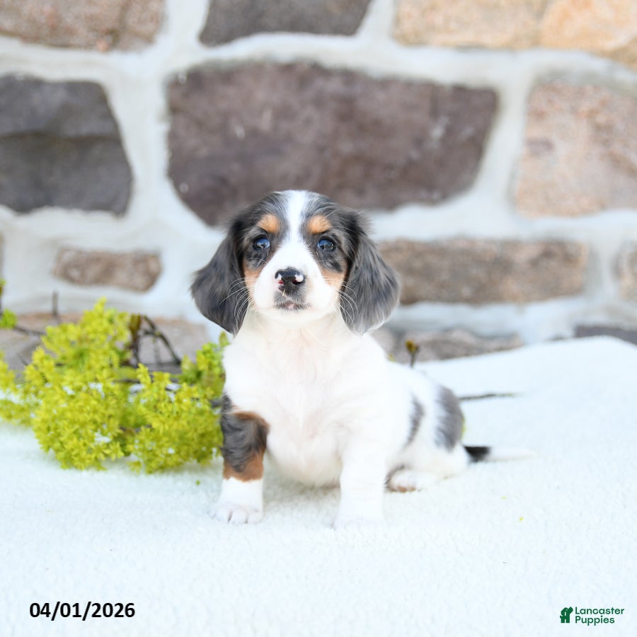 Miniature Dachshund dogs Bloom - Ad 1