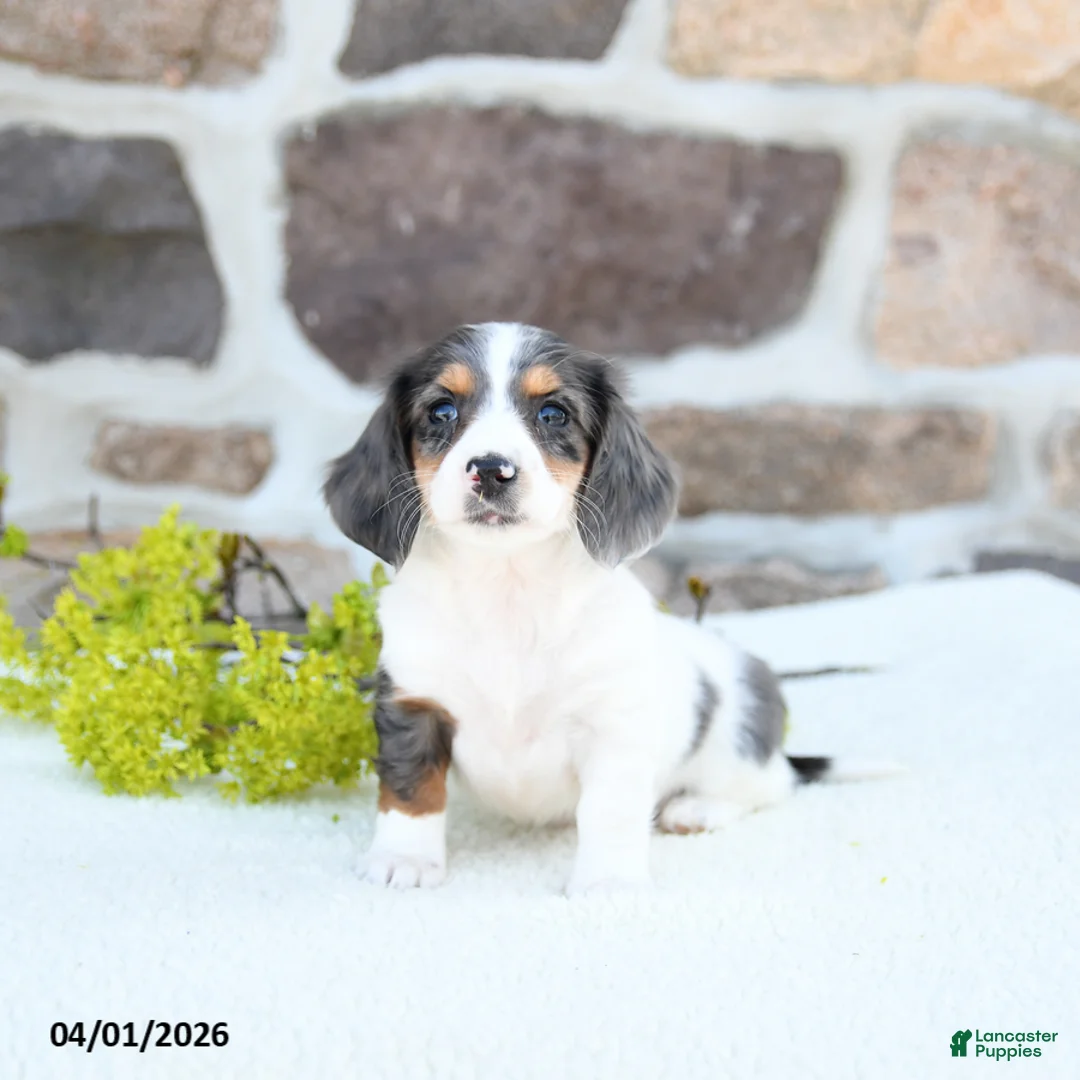 Miniature Dachshund dogs for sale: Bloom - Ad 1