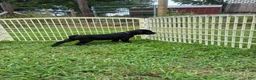 Cane Corso dogs for sale: Cane Corso Puppy 10 - Ad 5