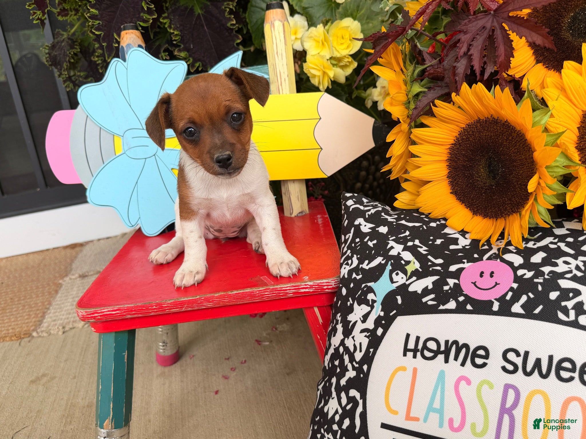Jack Russell Terrier dogs Beauty - Ad 1