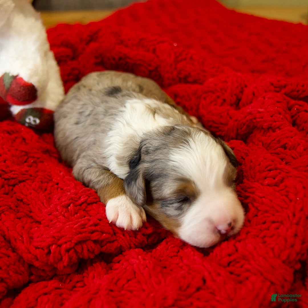 Mini Bernedoodle dogs for sale: Holly Girl - Ad 9