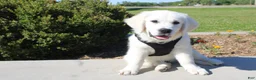 Golden Retriever dogs for sale: Buster - Ad 5