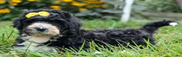 Bernedoodle dogs for sale: Dolly🎀  - Ad 8