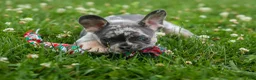 French Bulldog dogs for sale: Knox 💙 - Ad 16