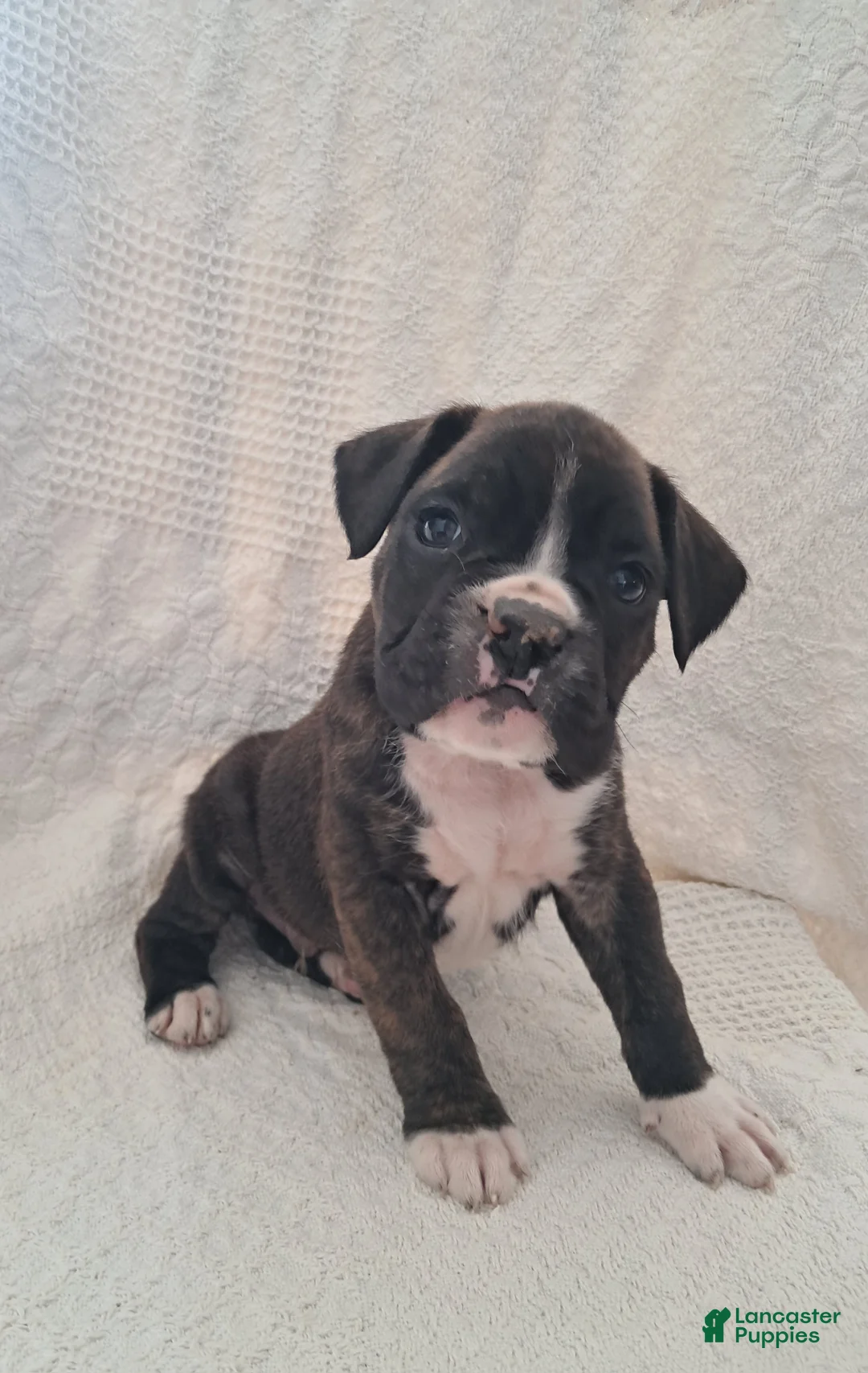Boxer dogs for sale: Spotty - Ad 8