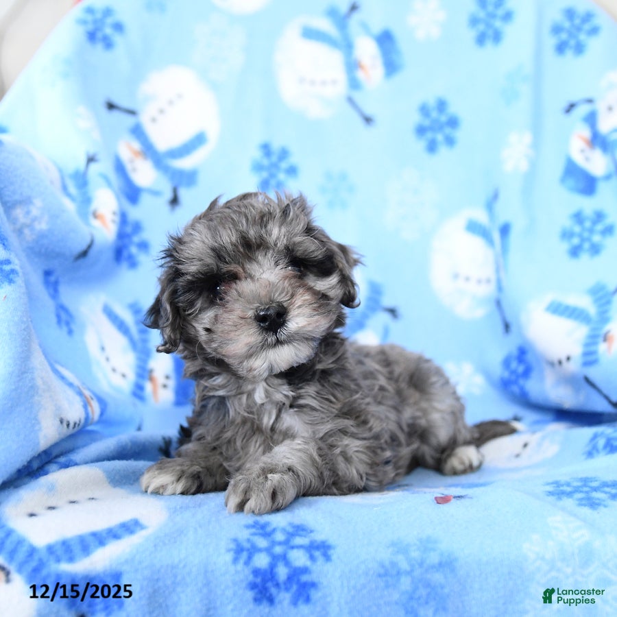 Cavapoo dogs Glitter - Ad 24