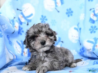 Cavapoo dogs Glitter - Ad 24