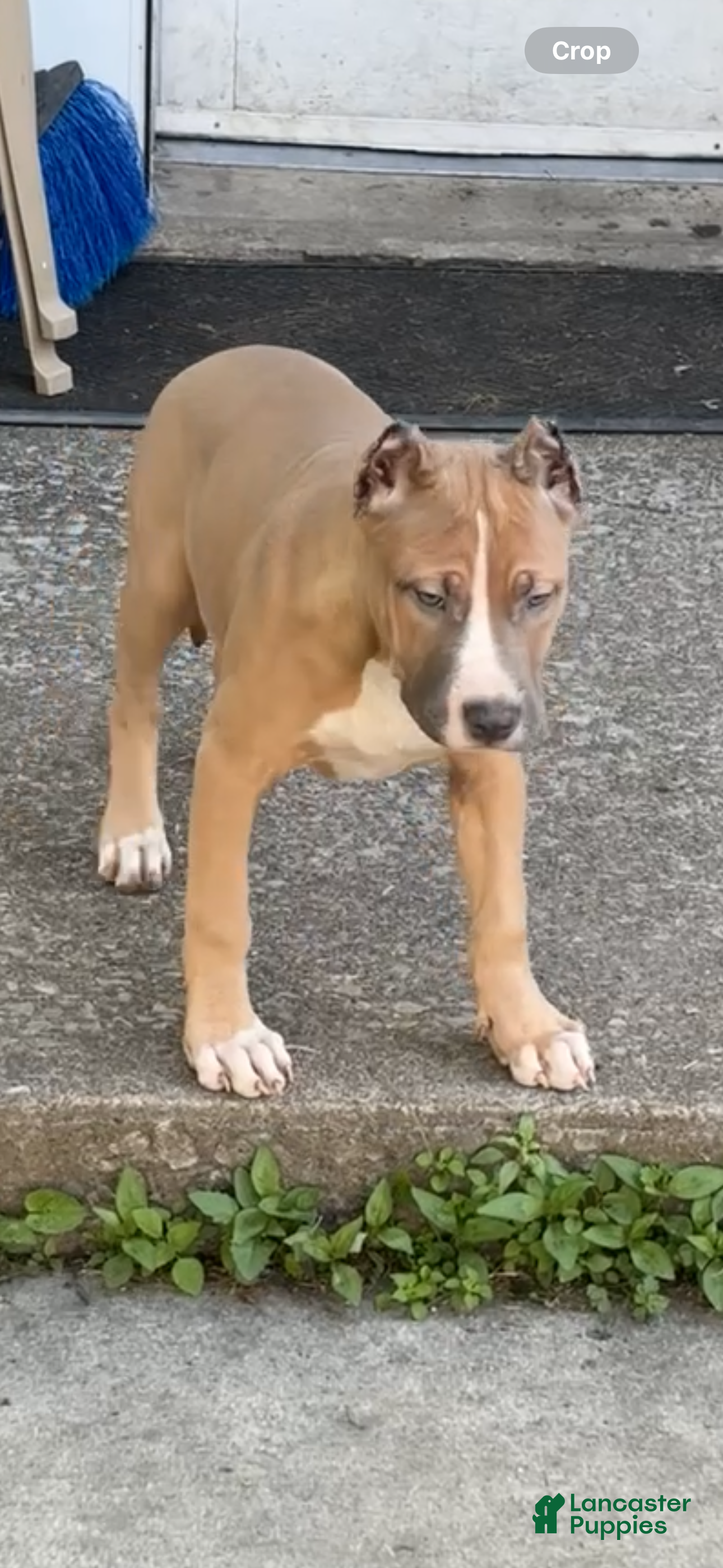 American Bully dogs American Bully Puppy 6 - Ad 2