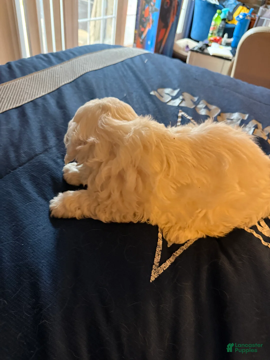 Cavapoo dogs for sale: Max a million  - Ad 3