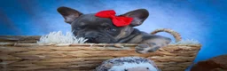 Frenchton dogs for sale: Quest - Ad 5
