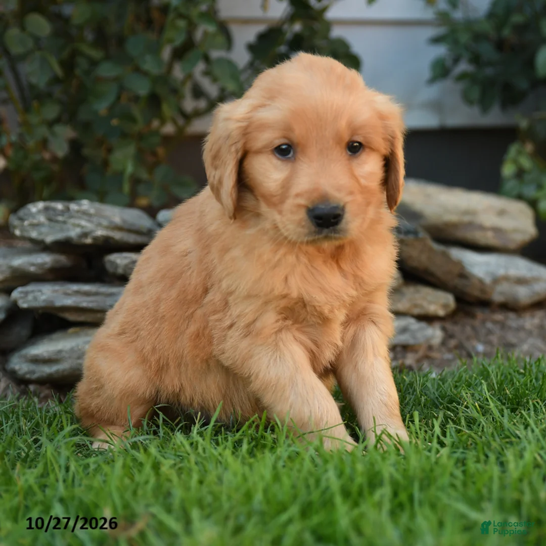 Golden Retriever dogs for sale: Rebel - Ad 2
