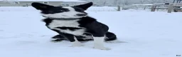 Border Collie dogs for stud: Pure Bred Border Collie  - Ad 2