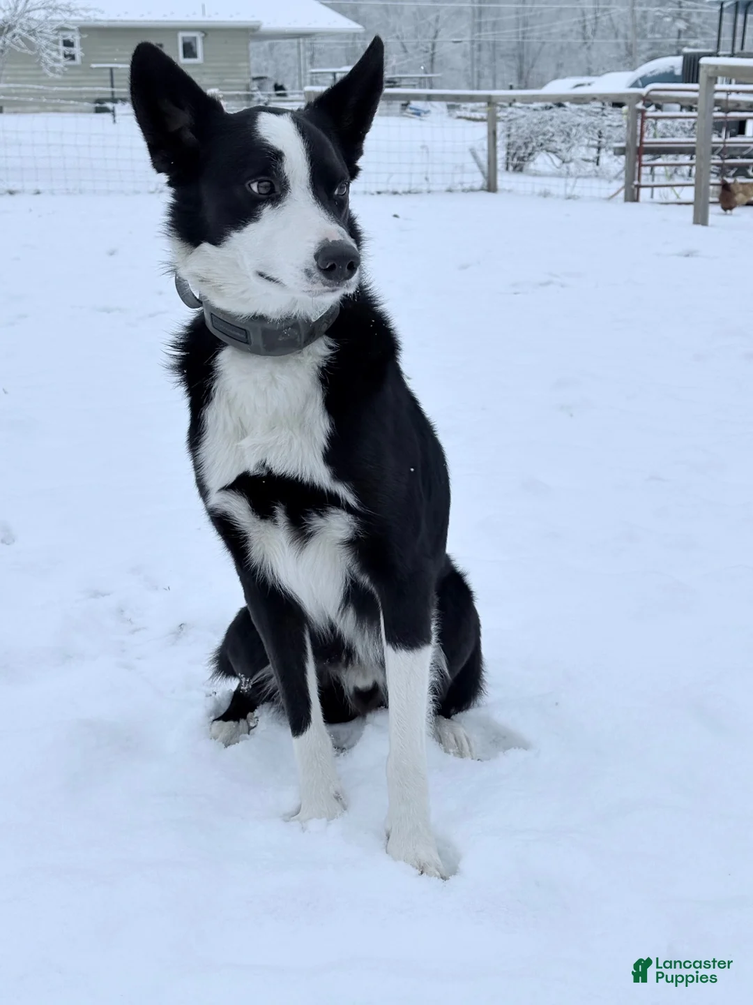 Border Collie dogs for stud: Pure Bred Border Collie  - Ad 2