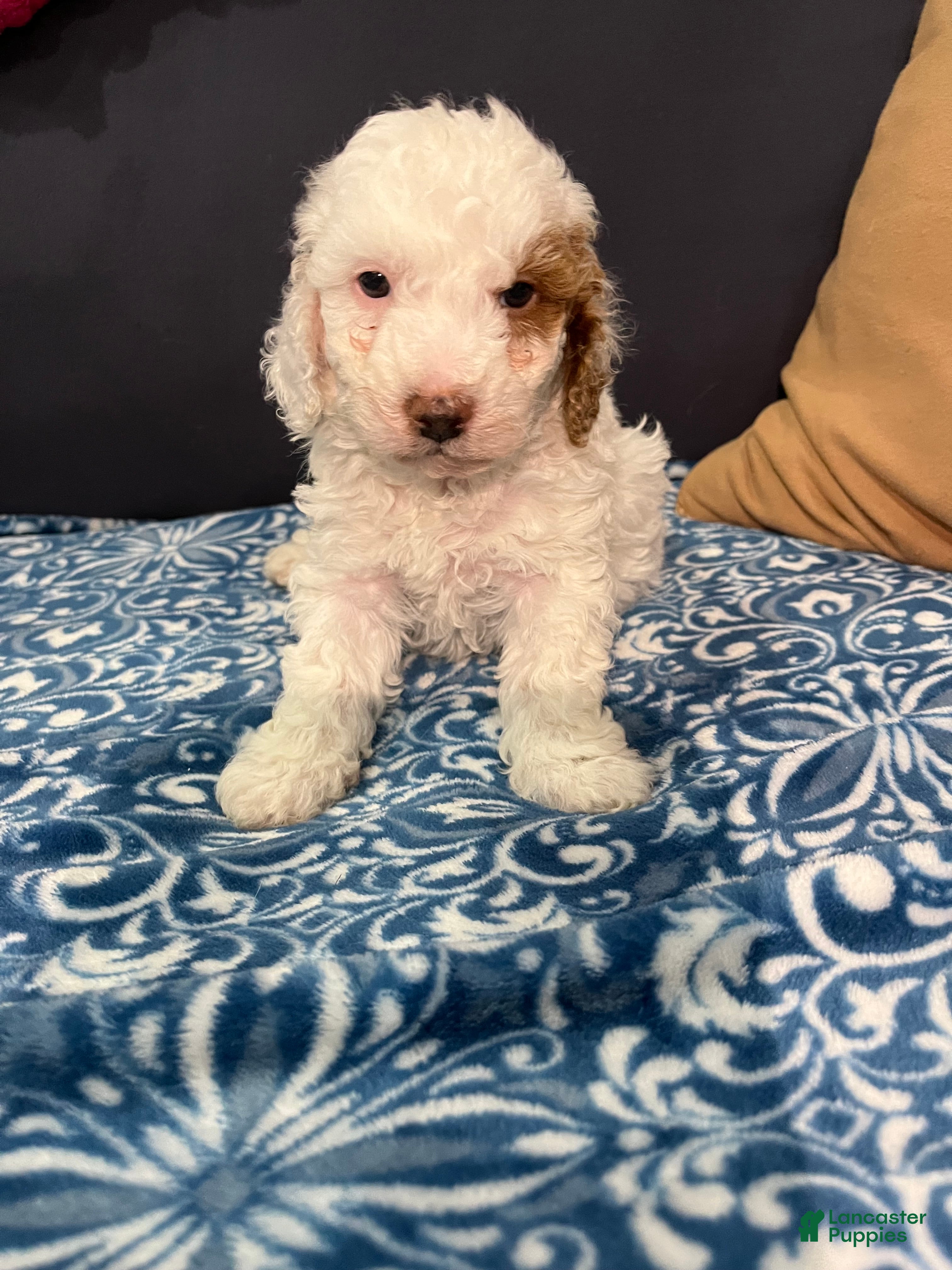 Miniature Poodle dogs COCO - Ad 32