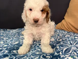 Miniature Poodle dogs COCO - Ad 32