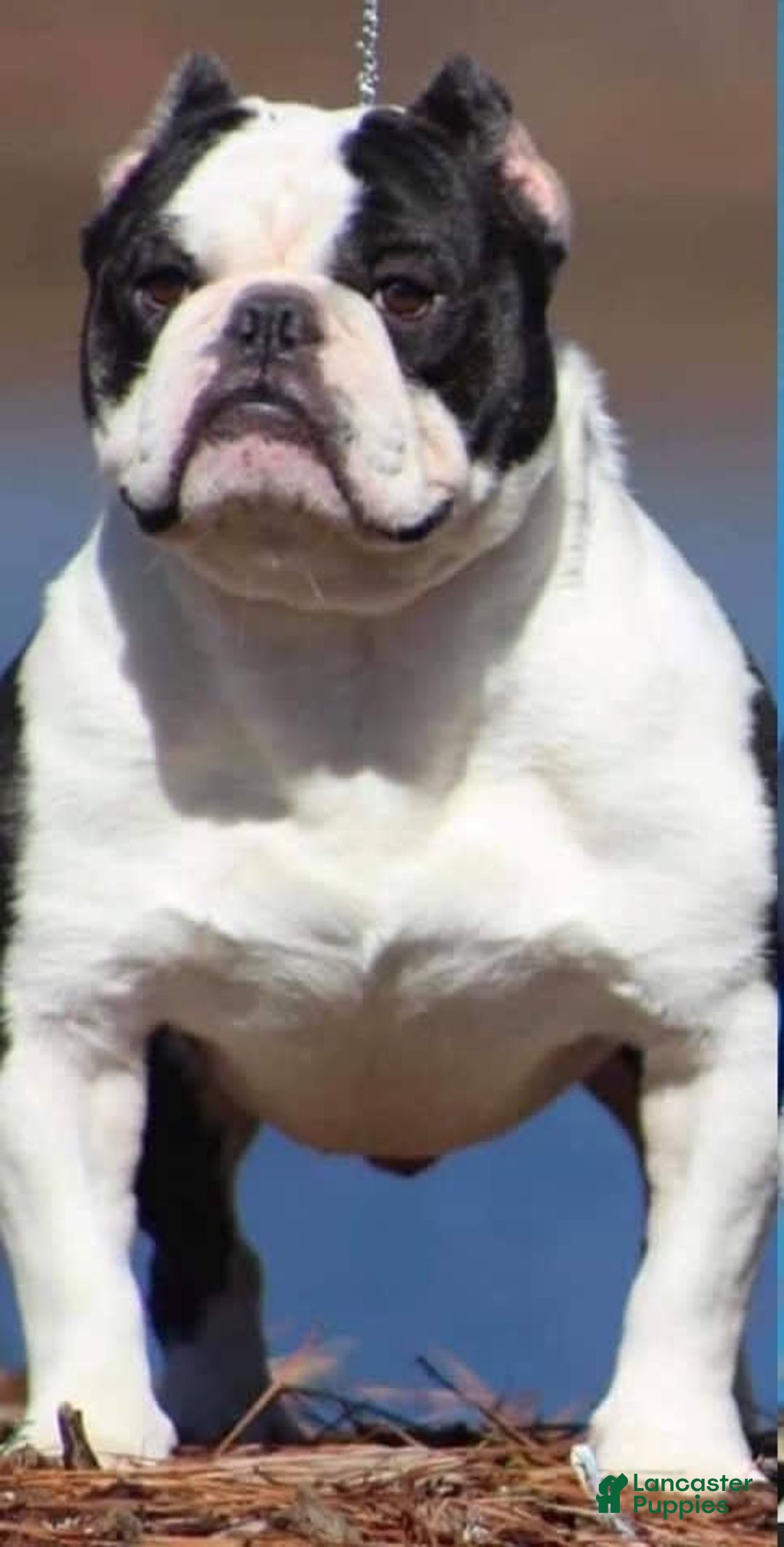 Gallery Image {{count}}