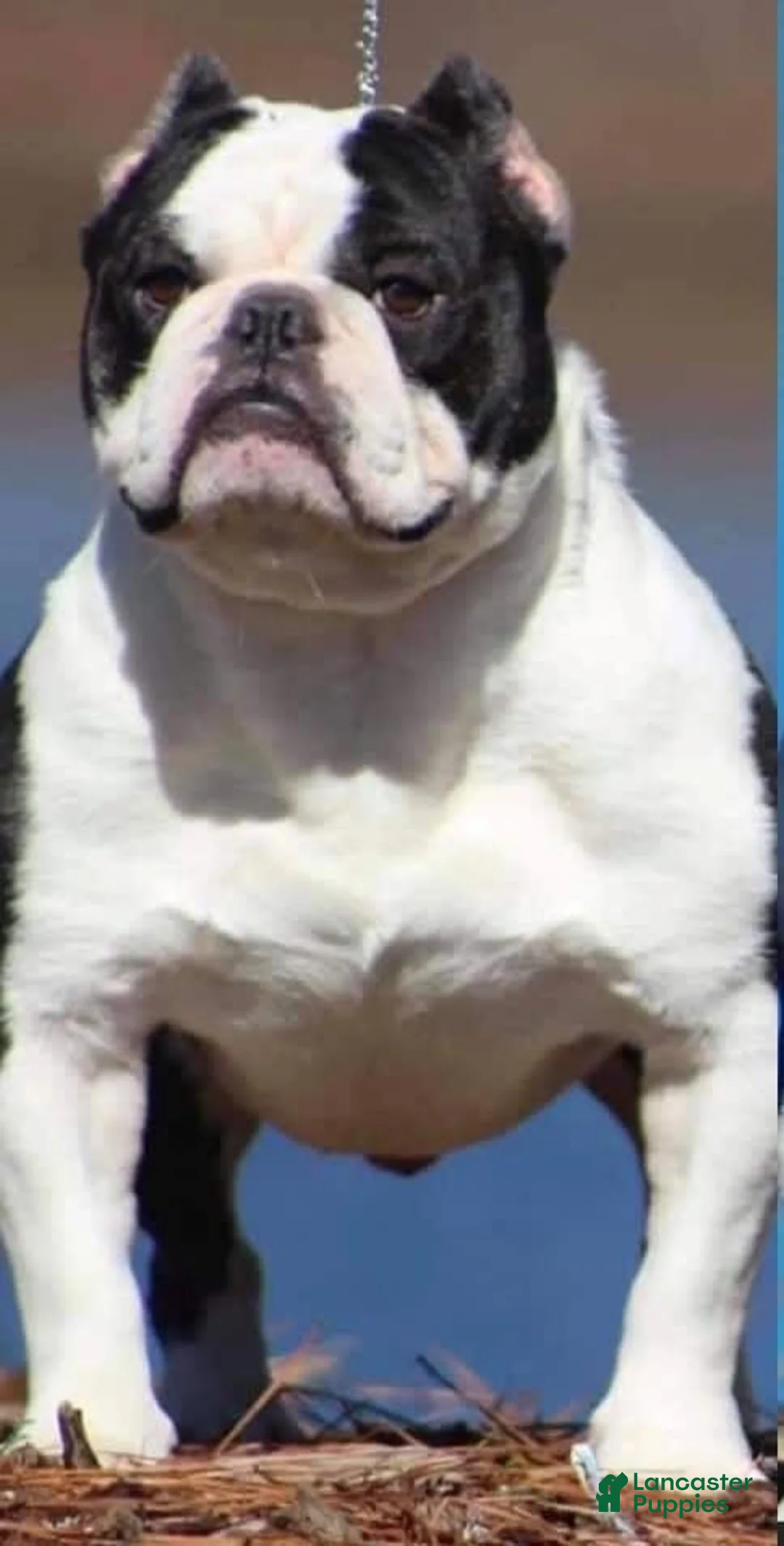 Gallery Image {{count}}