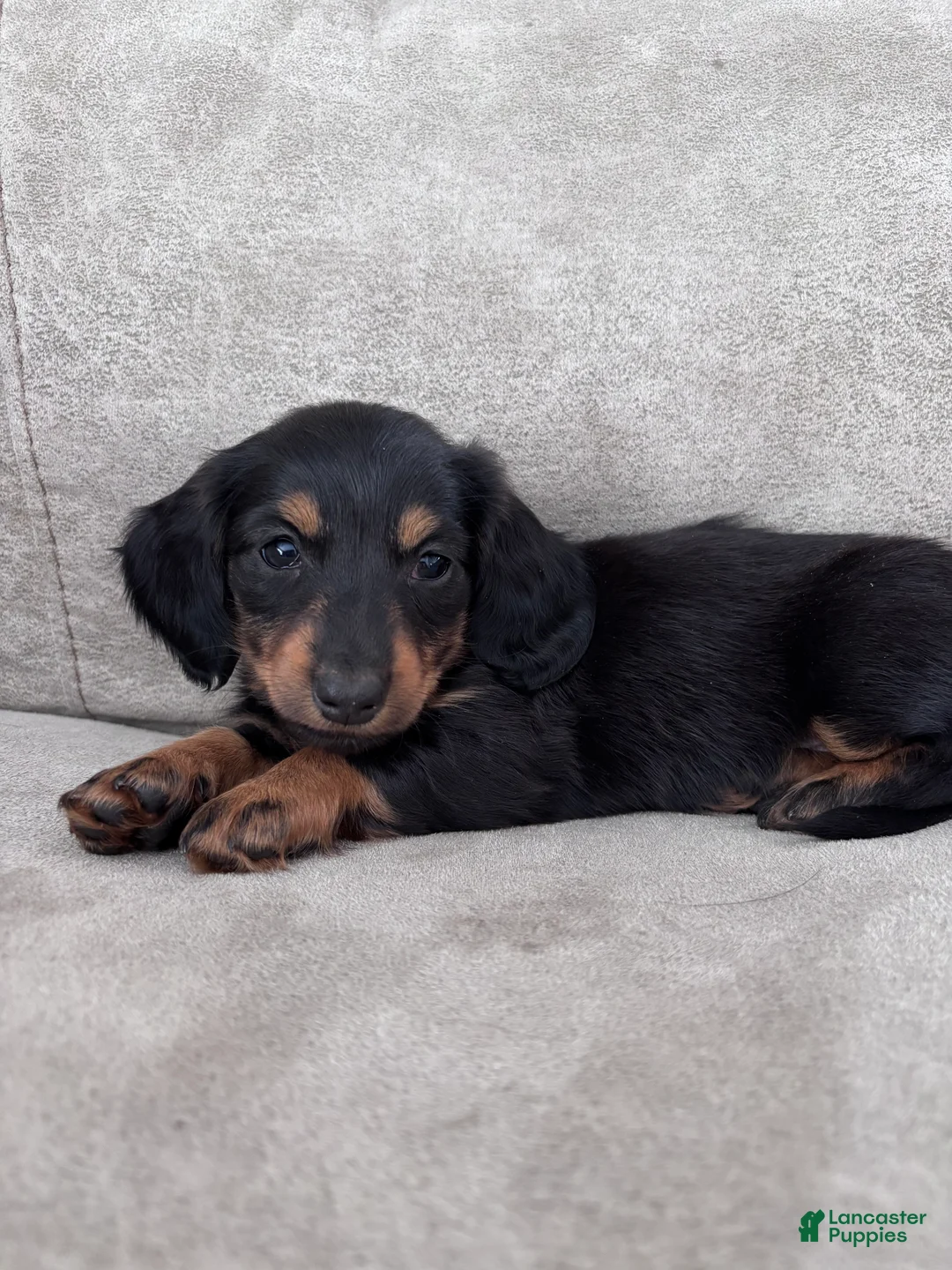 Miniature Dachshund dogs for sale: Cricket - Ad 3