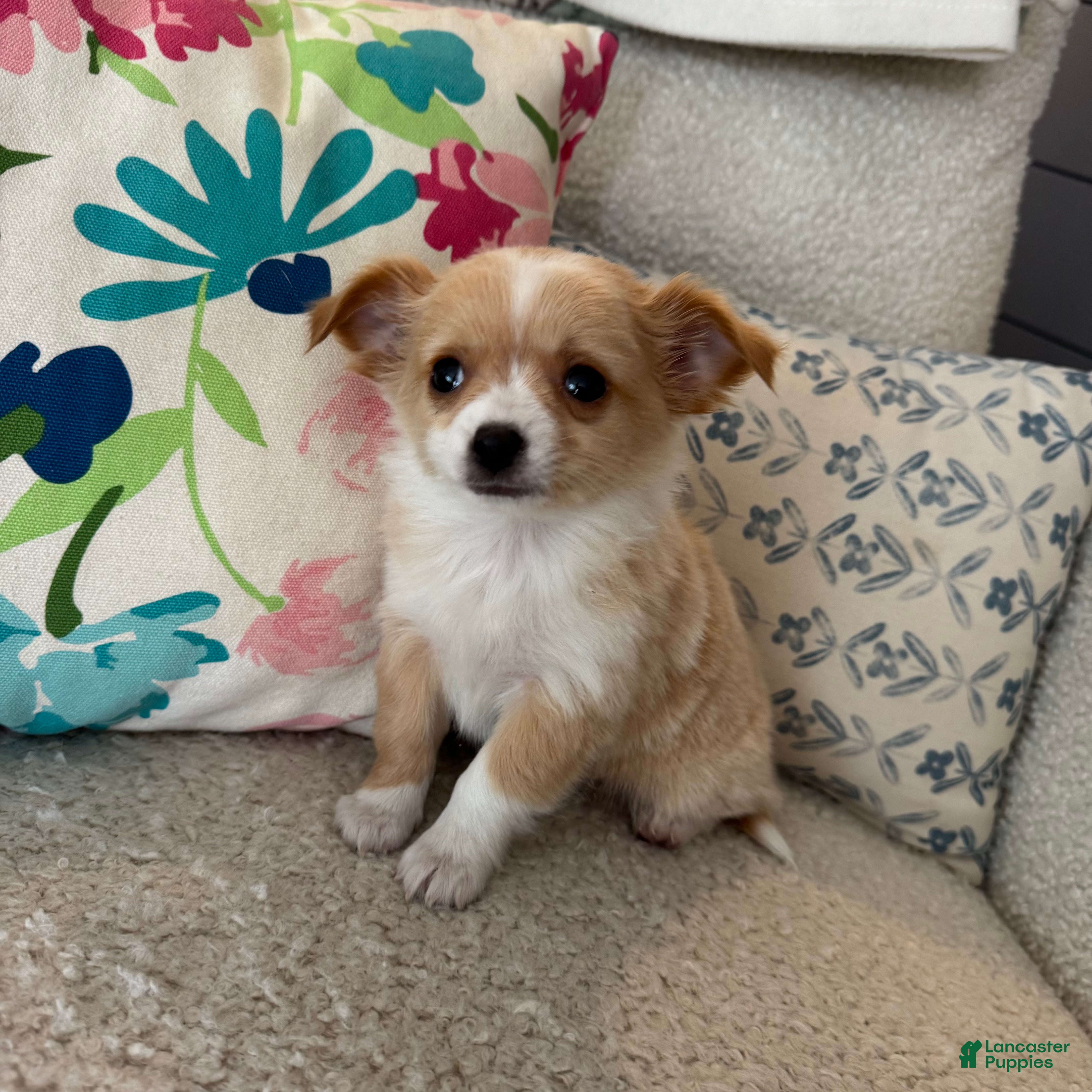 Chihuahua dogs Chester - Ad 3