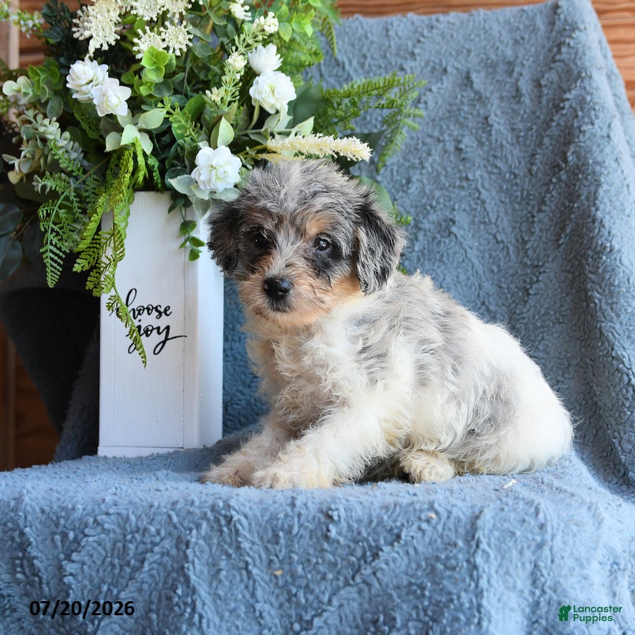 Schnoodle dogs Oona - Ad 1