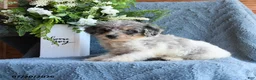 Schnoodle dogs for sale: Oona - Ad 1