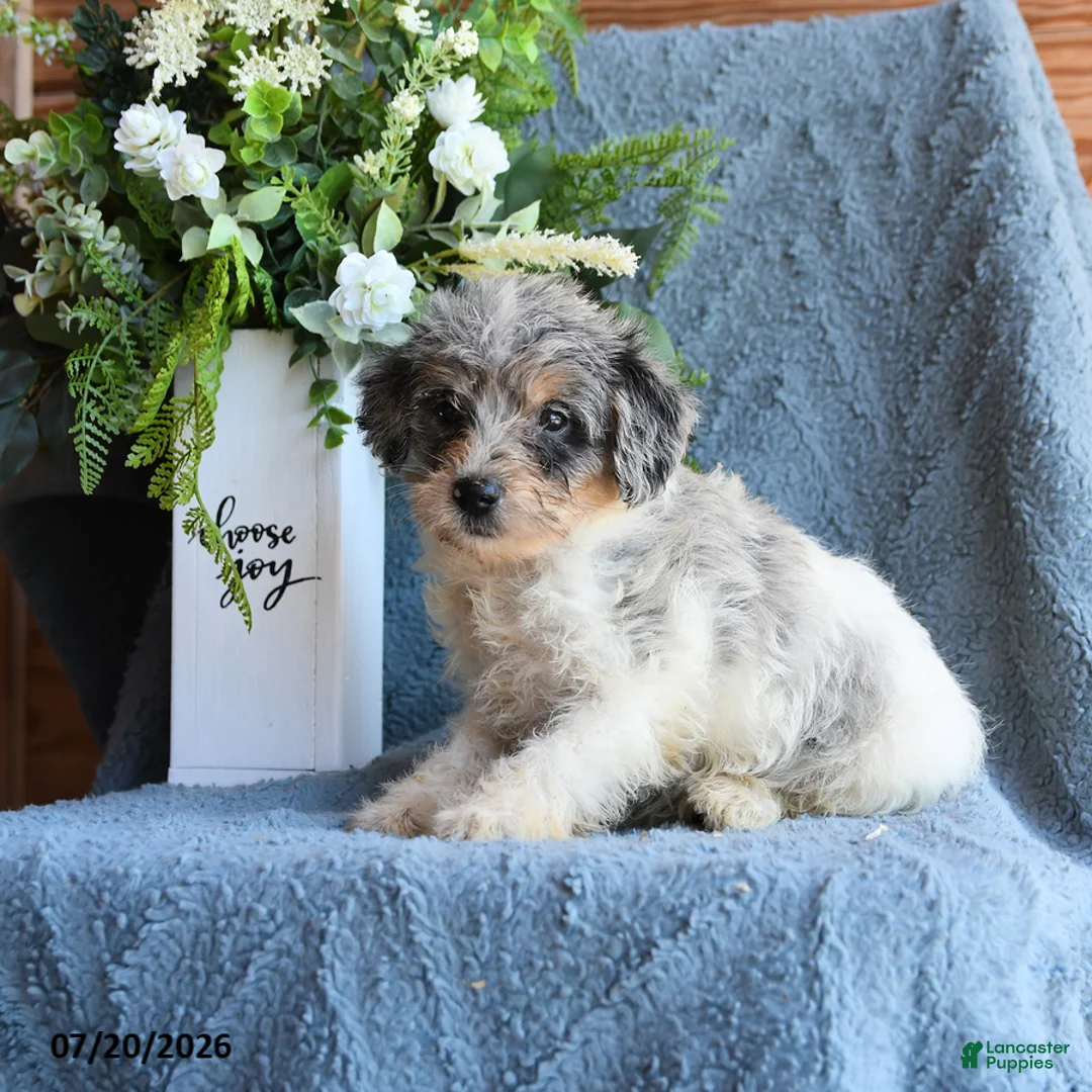 Schnoodle dogs for sale: Oona - Ad 1