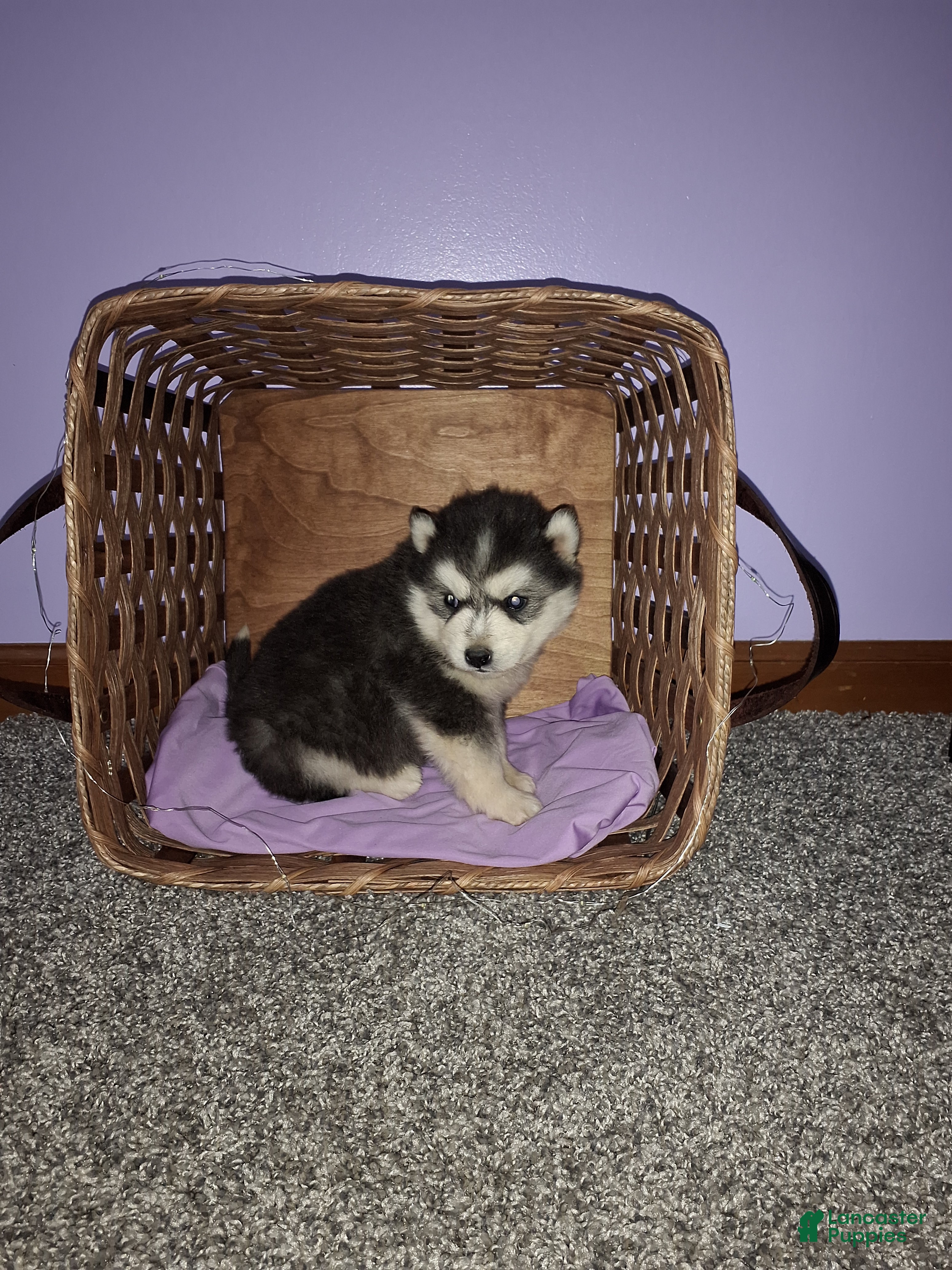 Pomsky dogs Dante  - Ad 2