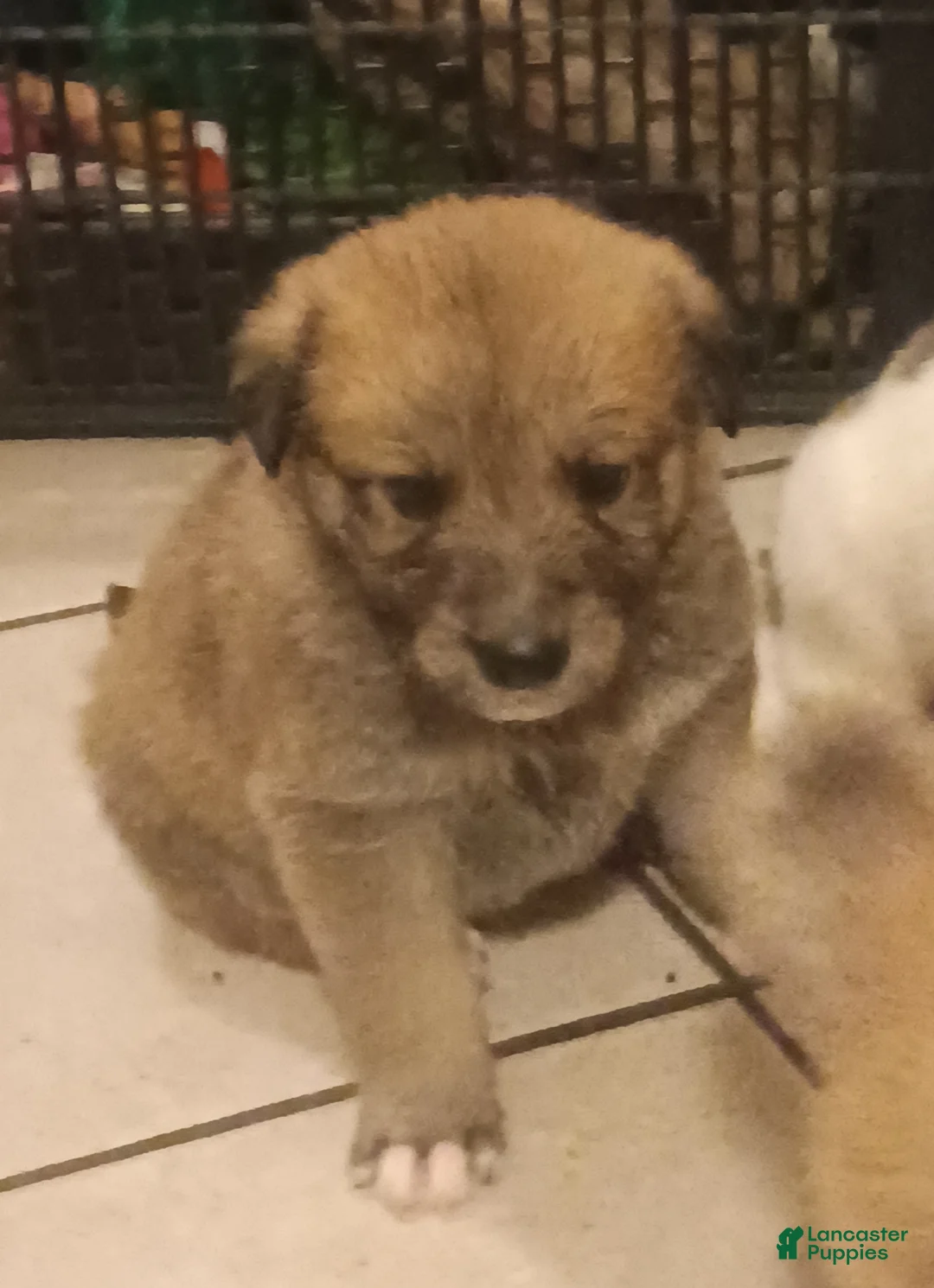 Mixed Breed dogs for sale: Bear Bear - Ad 5