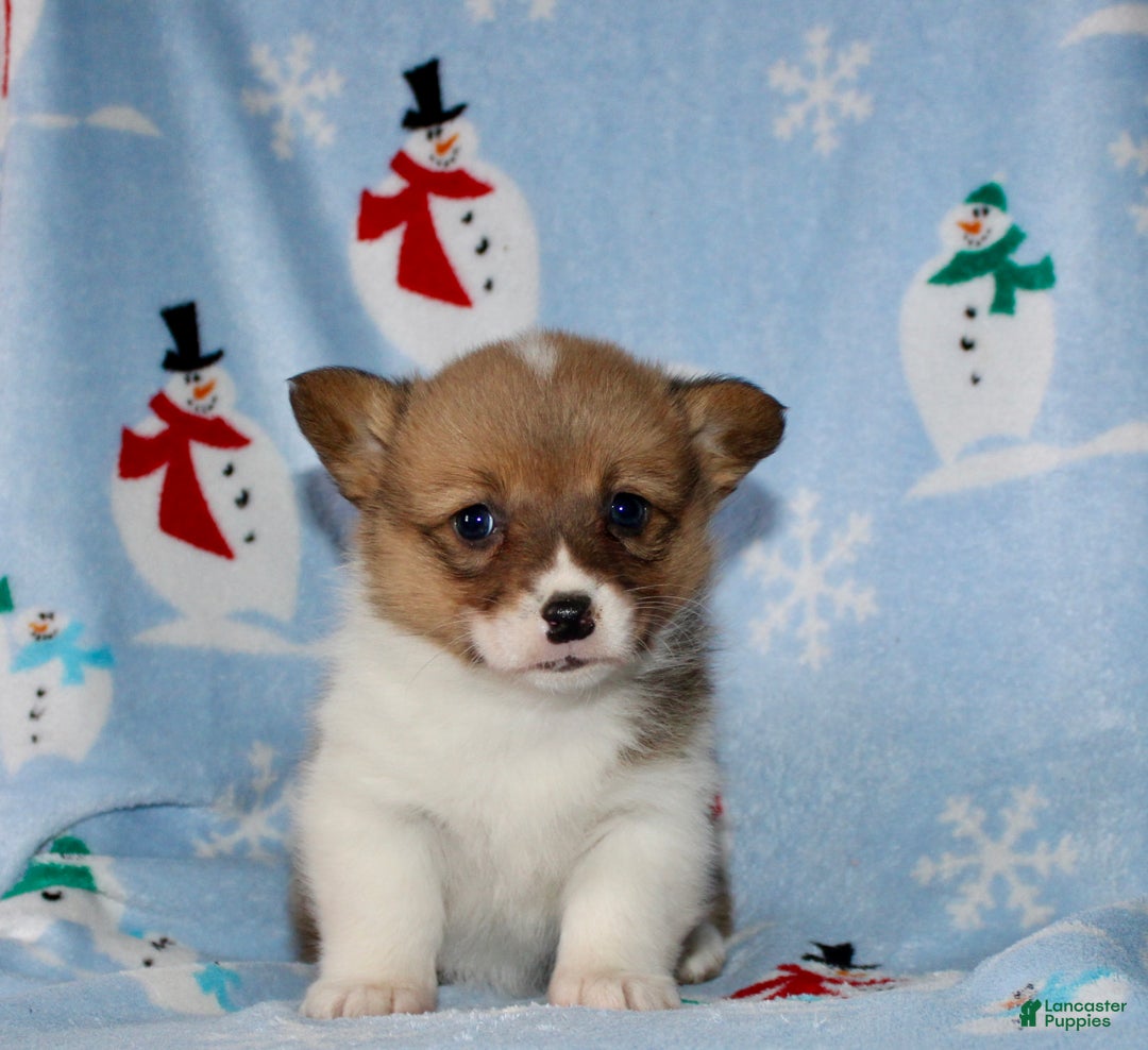 Welsh Corgi Pembroke dogs for sale: Molly - Ad 1