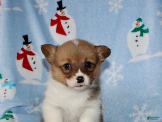 Welsh Corgi Pembroke dogs Molly - Ad 22