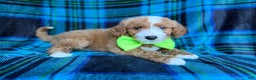 Cavapoo dogs for sale: Flame - Ad 2