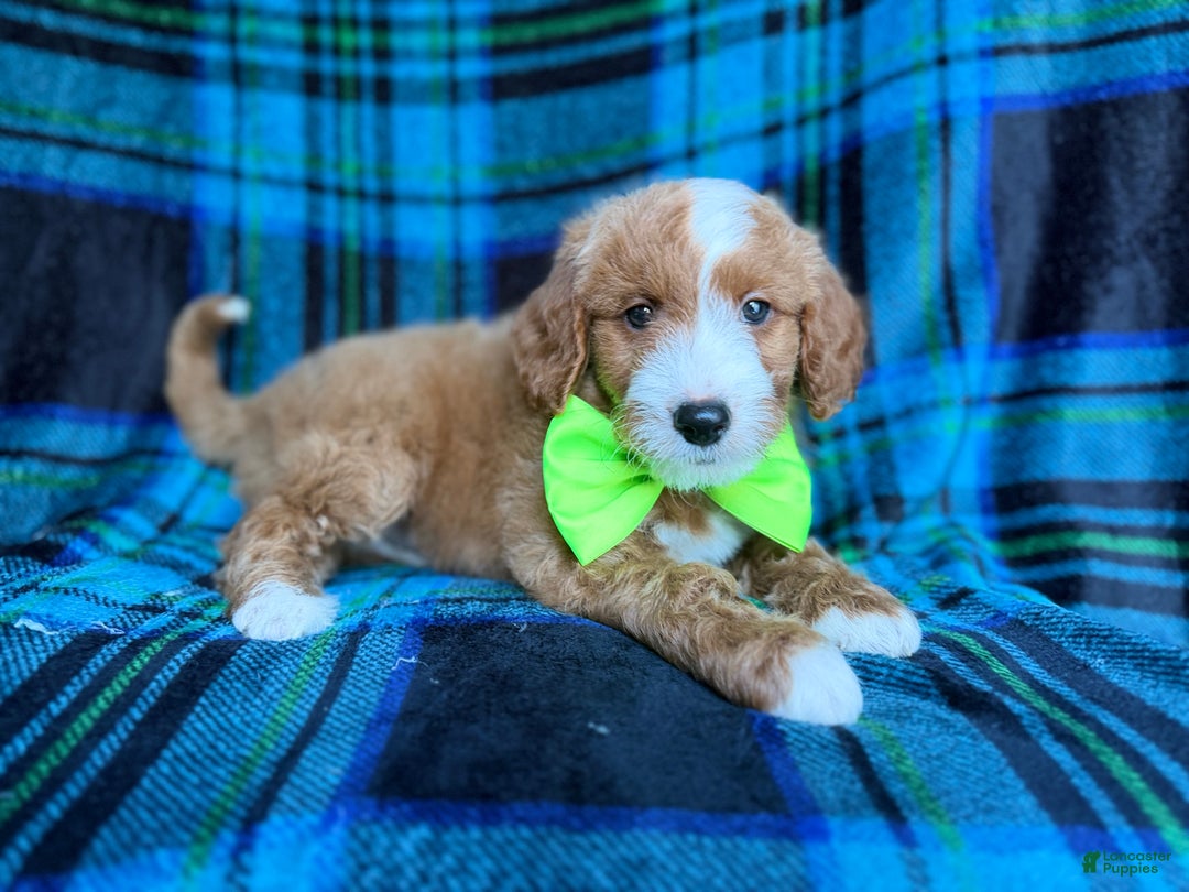Cavapoo dogs for sale: Flame - Ad 2