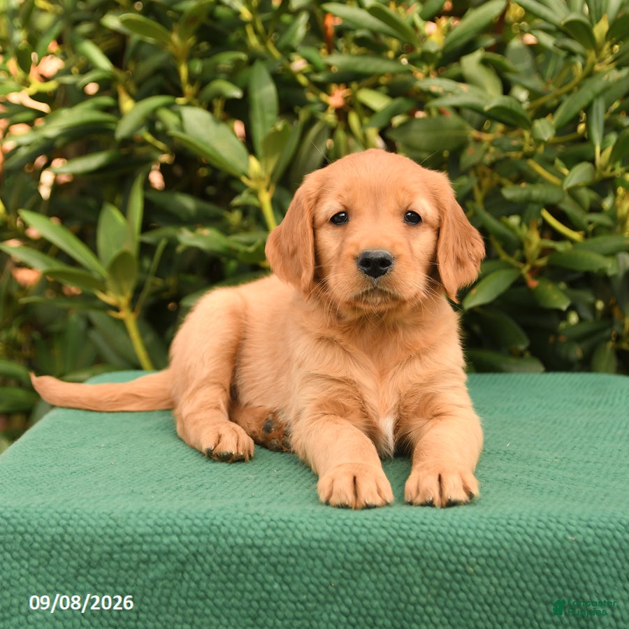 Golden Retriever dogs Noelle - Ad 2