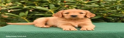 Golden Retriever dogs for sale: Noelle - Ad 2