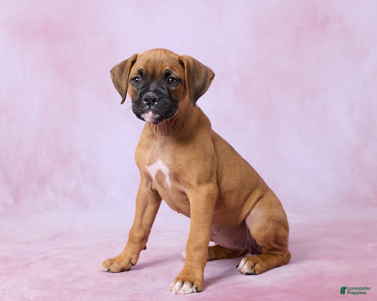 Boxer dogs Tammy - Ad 2