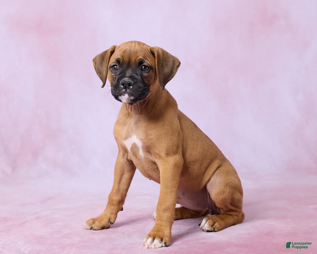 Boxer dogs for sale: Tammy - Ad 2