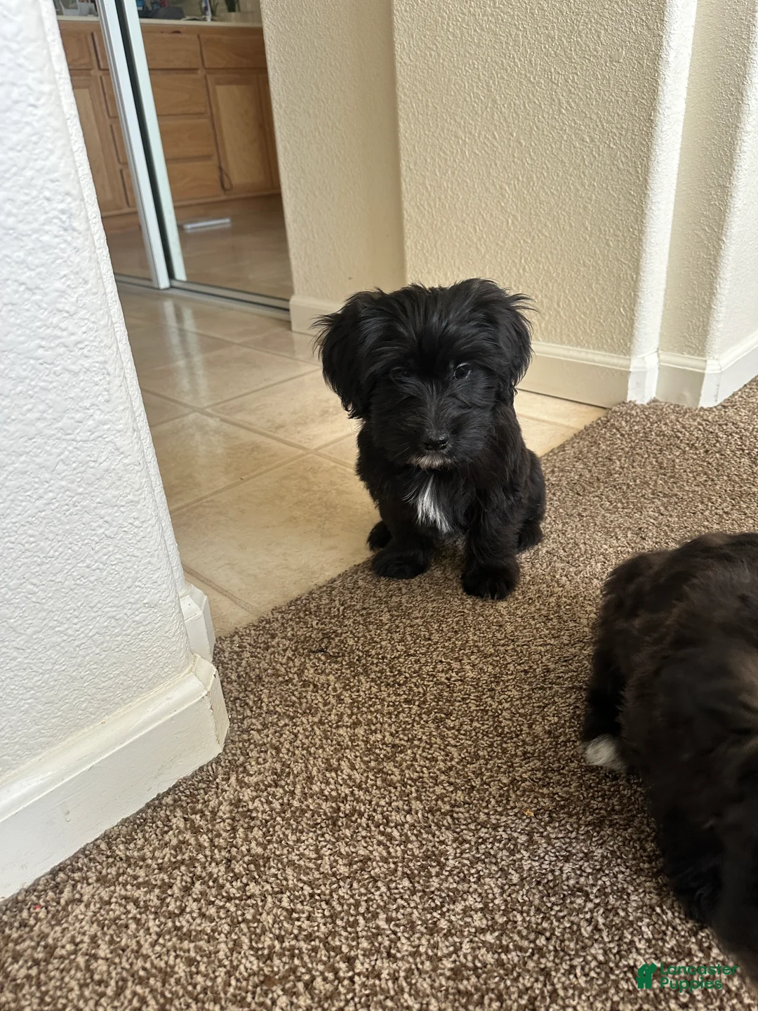 Mixed Breed dogs for sale: Mixed Breed Puppy 5 - Ad 2