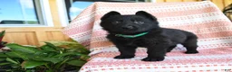 German Shepherd dogs for sale: Lamar - Ad 1