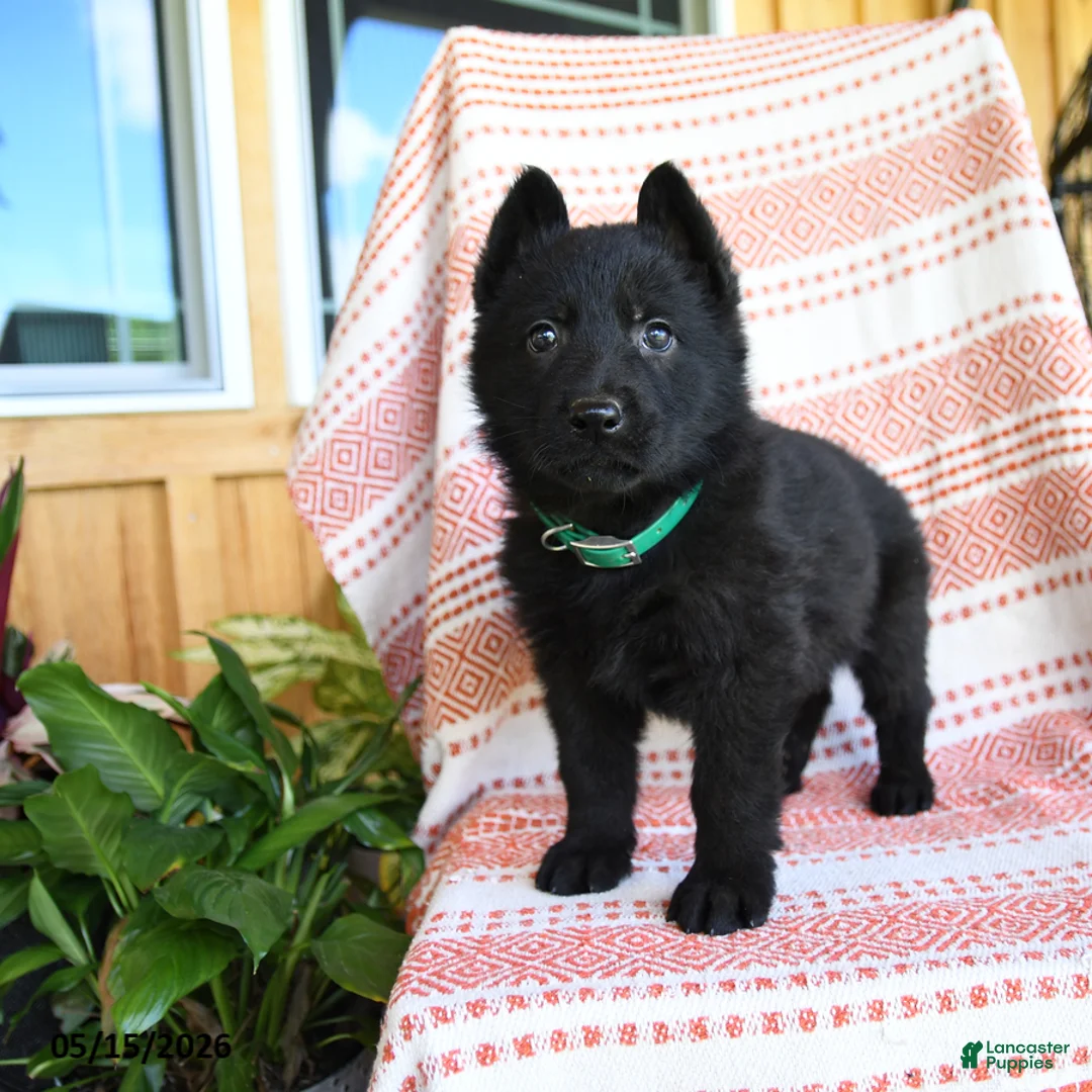 German Shepherd dogs for sale: Lamar - Ad 1