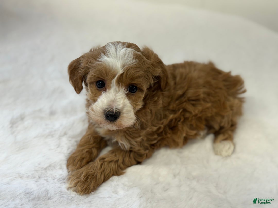Mini Goldendoodle dogs for sale: Pixie - Ad 11