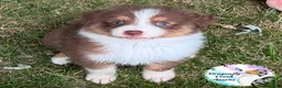Australian Shepherd dogs for sale: Ladybug - Ad 2