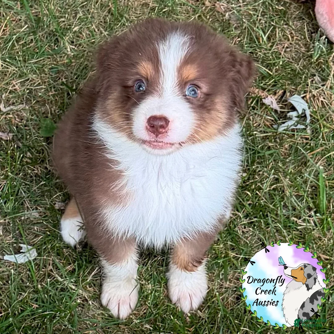 Australian Shepherd dogs for sale: Ladybug - Ad 2