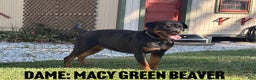 Rottweiler dogs for sale: Rollo - Ad 3