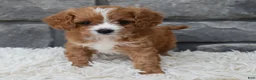 Cavapoo dogs for sale: Remi - Ad 3